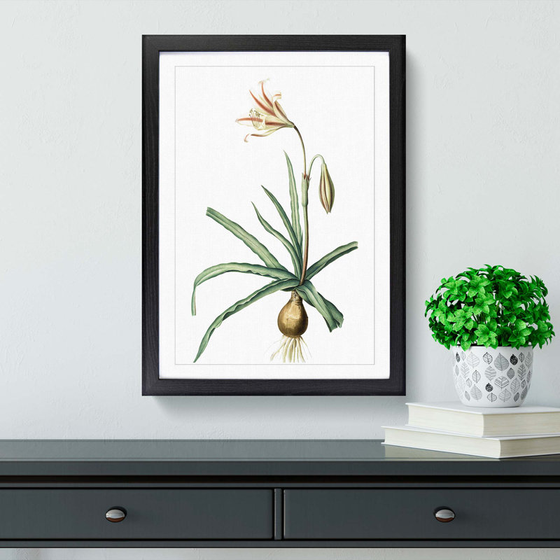 Amaryllis Broussonetii Flowers by Pierre-Joseph Redoute - Single Picture Frame Painting, 63cm H x 45cm W x 2cm D