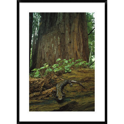 " Pacific Giant Salamander "