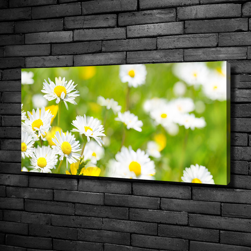 Daisies - Wrapped Canvas Print