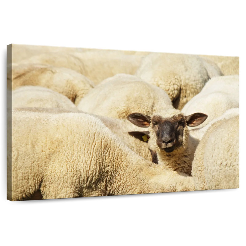 Mouton Brampt, H 8 po x l 12 po