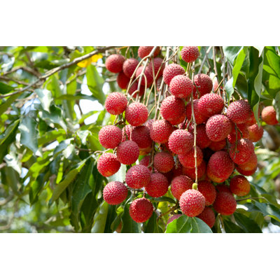 Lychee Tree - Wrapped Canvas Print