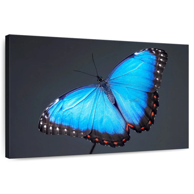 Brampt Blue Morpho Butterfly, 34" H x 51" W