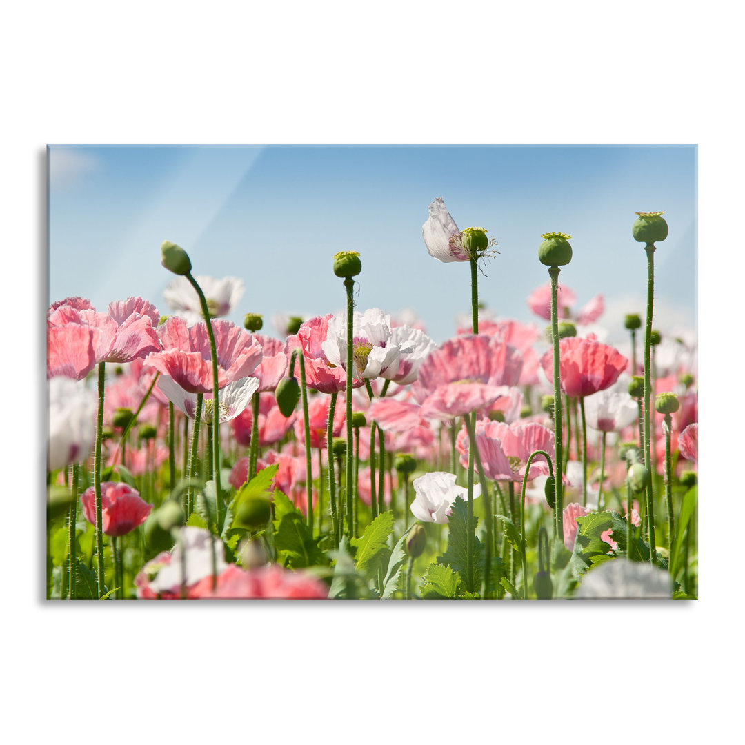 Glasbild Blumenwiese Mohnblumen