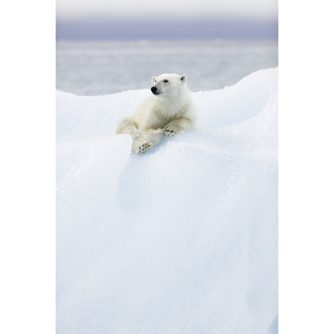 Leinwandbild Polar Bear at Svalbard