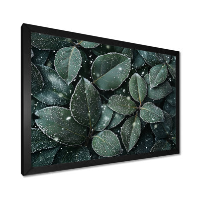 Jacorion Evergreen Leaves In Snow II - feuilles, art mural