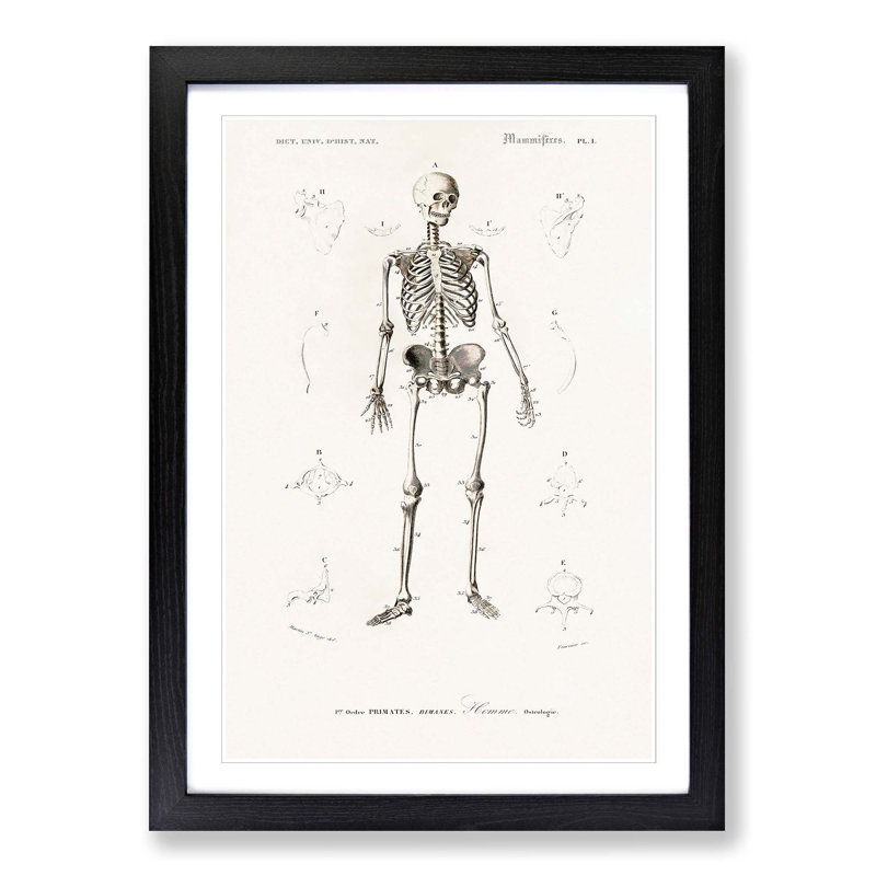 Human Skeleton by Charles d'Orbigny - Picture Frame Drawing Print, Black Framed, 65cm H x 48cm W x 2cm D