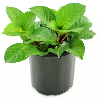 1 gal. Hydrangea Red Beauty
