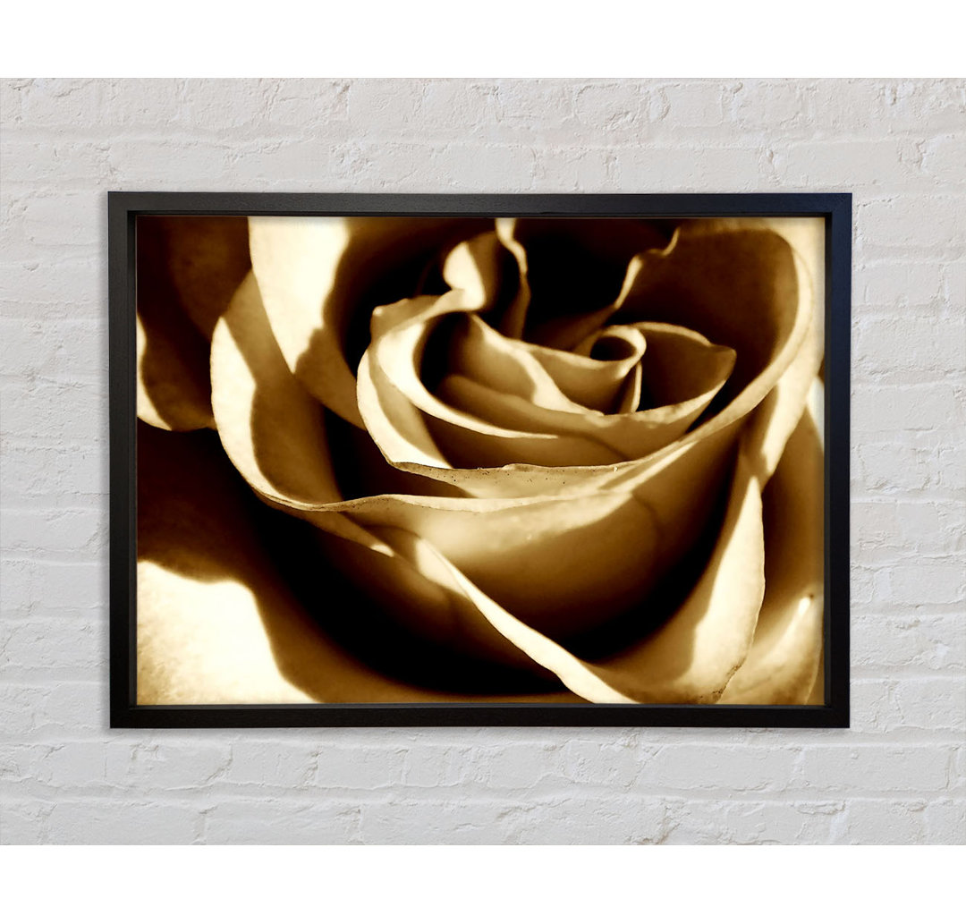 Sepia Rose - Druck