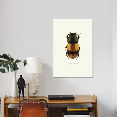 " Aphodius Coniugatus " by GraphINC