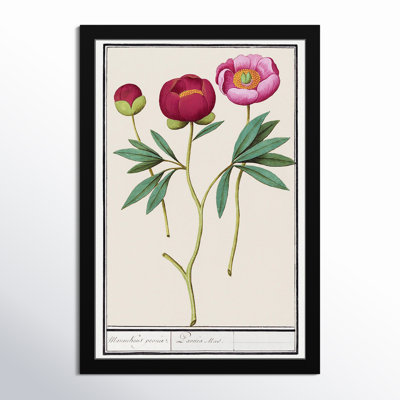 Red and Pink Peony Botanical Study Print