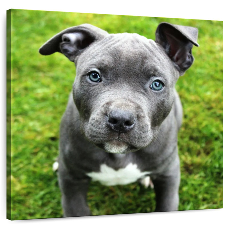 Crowle Eyed Pooch