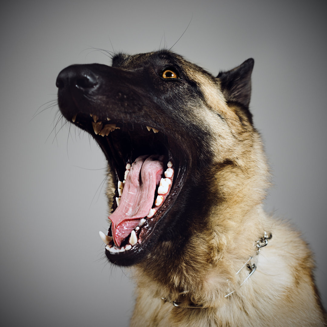 Guard Dog von SensorSpot - Kunstdrucke auf Leinwand ohne Rahmen