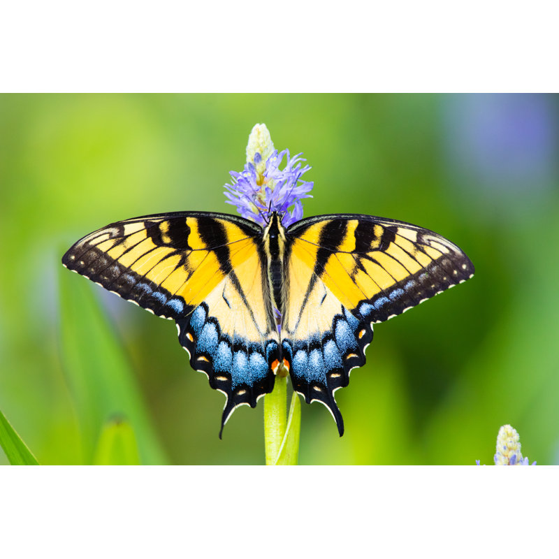 Papillon - Photographie sur toile tendue, H 8 po x l 12 po