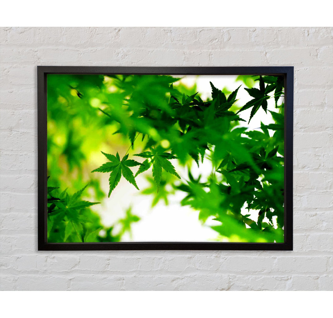 Green Leaves Bathed In Sunlight - Single Picture Frame Kunstdrucke auf Leinwand