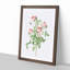 Pink Roses by Pierre-Joseph Redoute - Picture Frame Graphic Art Print-55583880-55583881
