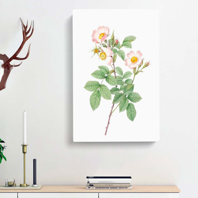 Field Rose in Pink by Pierre-Joseph Redoute - Wrapped Canvas
