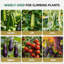 Support pour plantes surélevées de 5,3 x 5,3 pi pour plantes surélevées pour concombres, melons, raisins, roses et légumes grimpants, treillis extérieur résistant à la rouille pour la croissance verticale