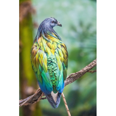 Nicobar Pigeon par Leamus - Photographie sur toile tendue