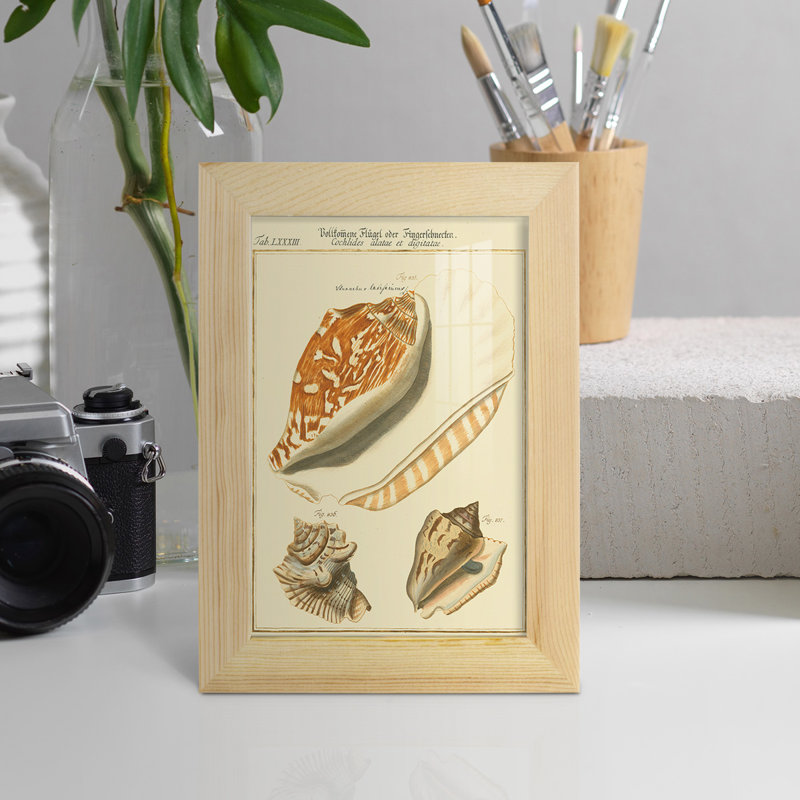 Coquilles de martini antique III sur papier, H 6 po x l 4 po x P 1 po, Naturel