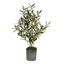 Olive Tree In A Vase