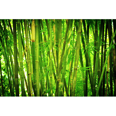 Bamboo Forest by Nikada