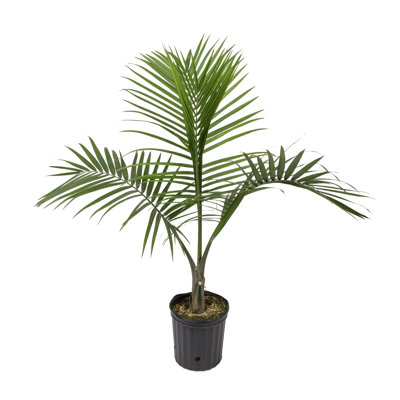Majesty Palm Tree in Nursery Pot