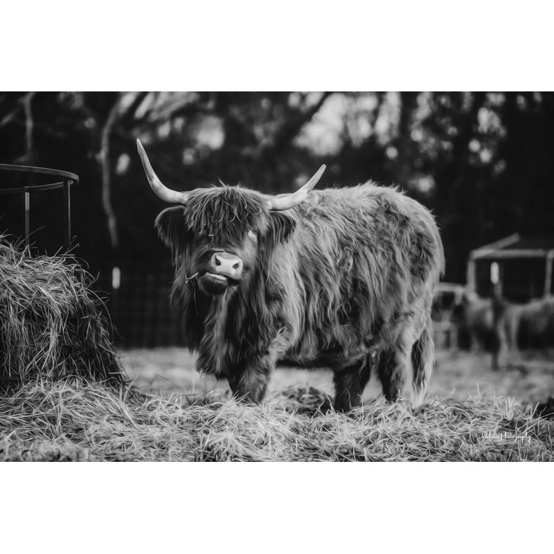 «Hungry Cow I» par Dakota Diener - impression sur toile tendue, H 8 po x l 12 po, Non, Wrapped Canvas