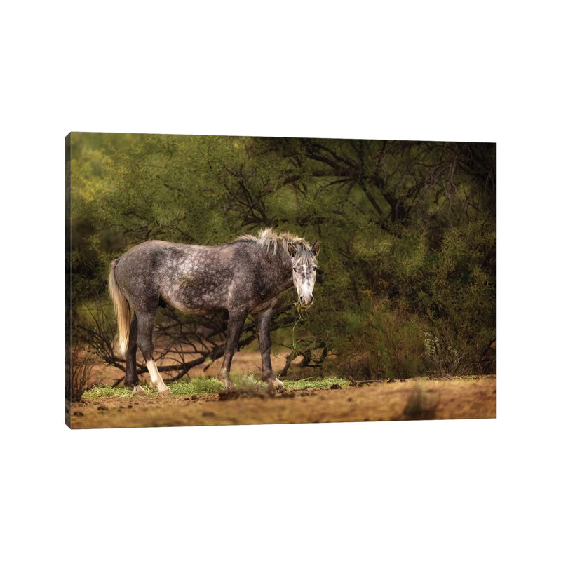 Dapple Grey Arizona Wild Horse 1 Piece Wall Art on Canvas, 20.32 cm H x 30.48 cm W, Canvas