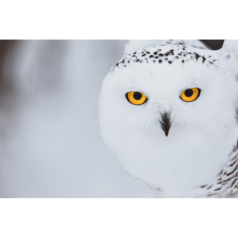 Snowy Owl - Wrapped Canvas Print, 81cm H x 122cm W x 3.8cm D