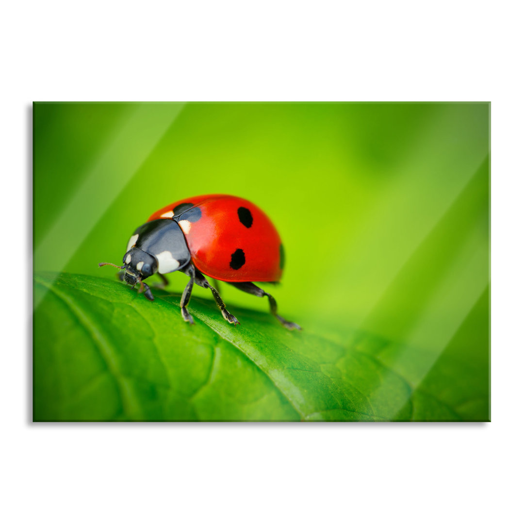 Ungerahmtes Foto auf Glas "Ladybird on a Leaf"