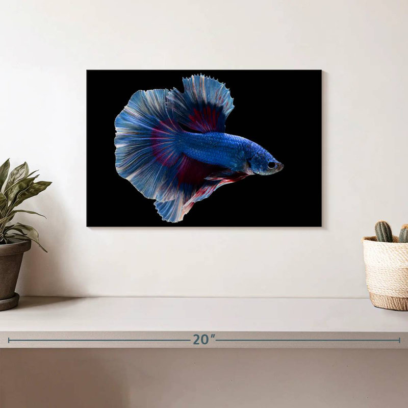 Elegant Blue Betta, 8" H x 12" W