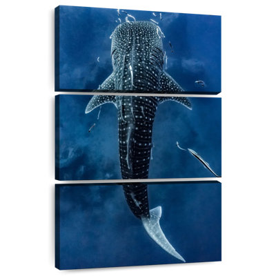 Brampt Spotted Whale Shark