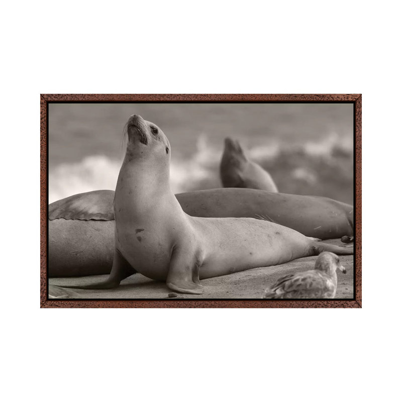 California Sea Lion Group, La Jolla, California by Tim Fitzharris - Gallery-Wrapped Canvas Giclée on Canvas
