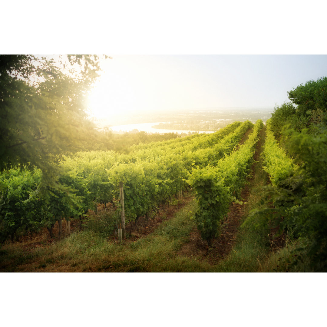 Weinberg Sonnenaufgang in Frankreich von Donald_gruener - Kunstdrucke ohne Rahmen auf Leinwand