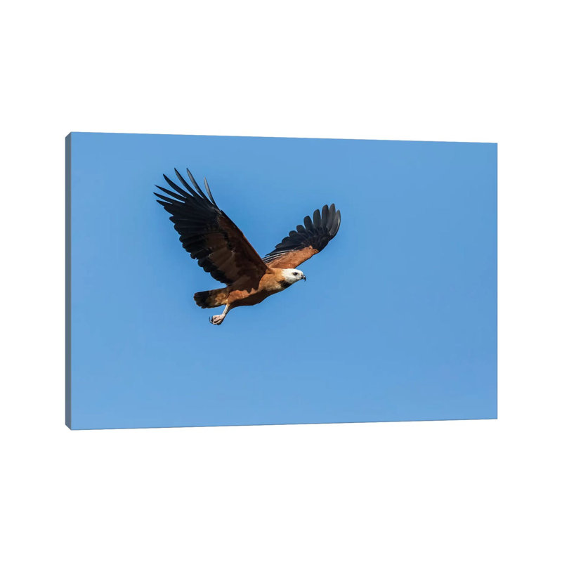 Black-Collared Hawk In Flight, Pantanal Conservation Area, Brazil by Janet Horton - Wrapped Canvas Print