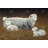 Sheep And Lambs Print On Canvas-1568940235