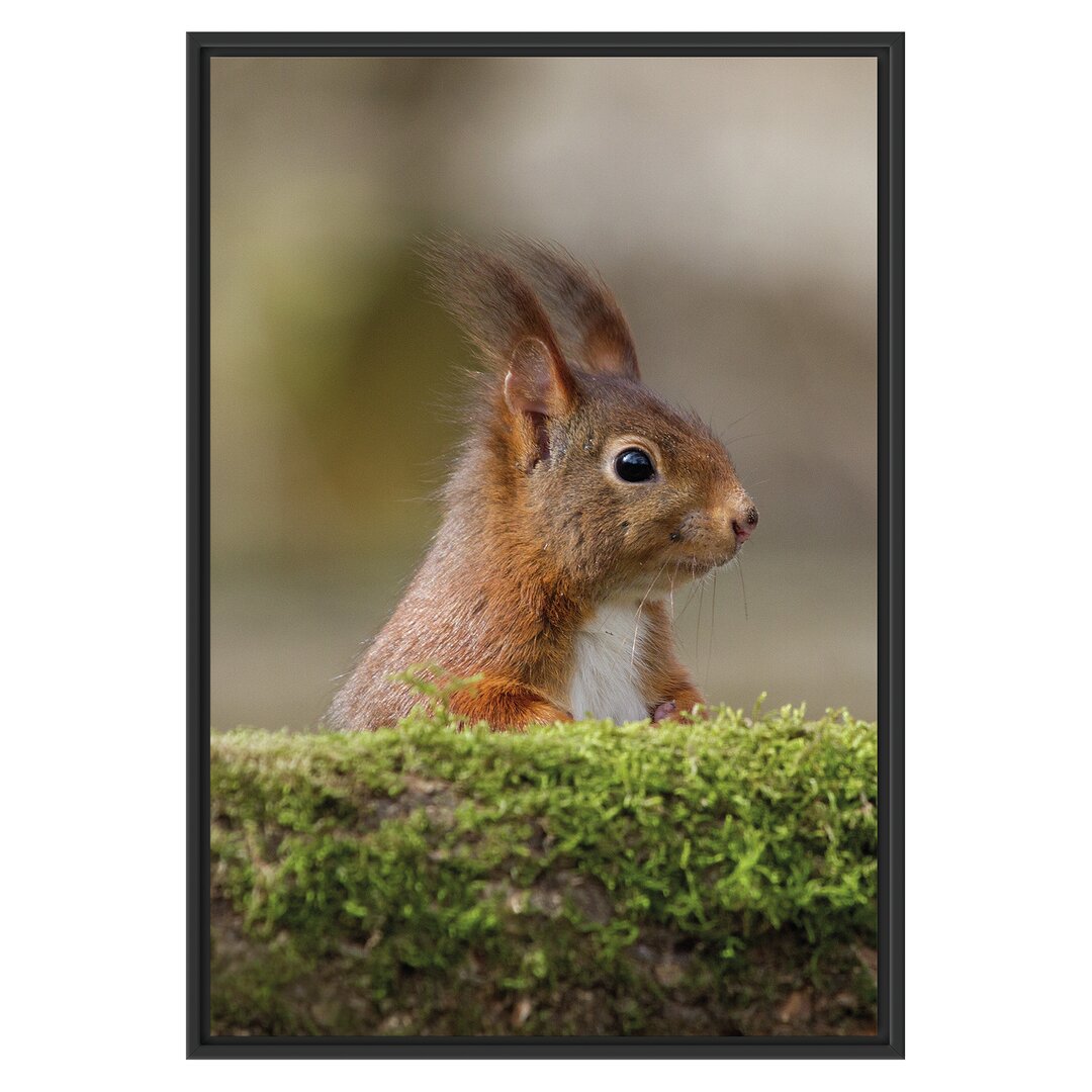 Eichhörnchen auf einem Baum Gerahmter Fotokunstdruck