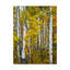 « yellow colors v », photographie sur toile tendue-1175351772