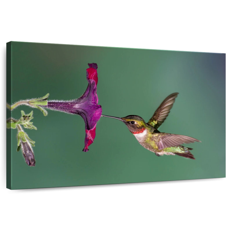 Brampt Nectar Sucking Hummingbird, 26" H x 39" W