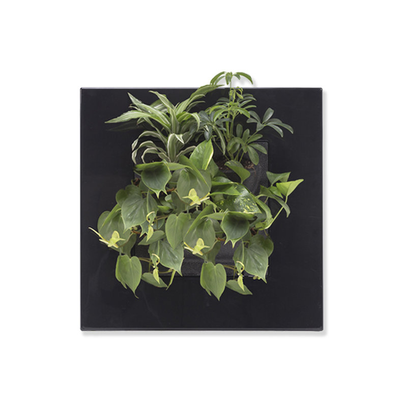 Noella Planter, Black
