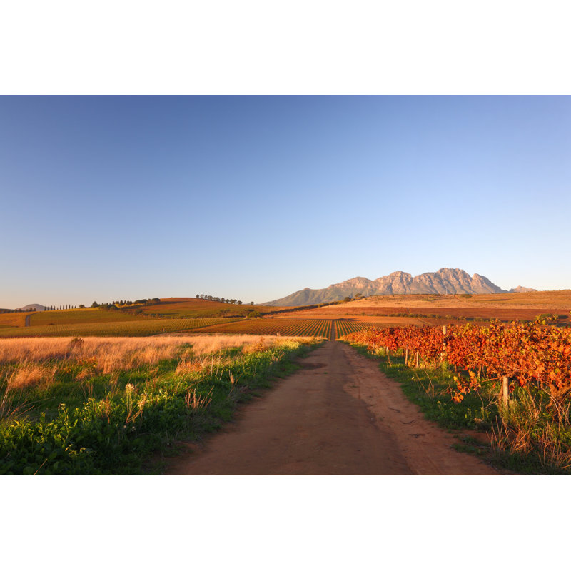 Colorful Autumn Vineyard by AndrewHagen - Wrapped Canvas Print, 30cm H x 46cm W