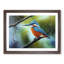 XH1022-597X An Effervescent Kingfisher Bird - Single Picture Frame Painting-2142928616-2142928615