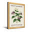 Plantes et fleurs, jasmin de nuit avec fleurs mauves et blanches-746729761-746729765-746730202
