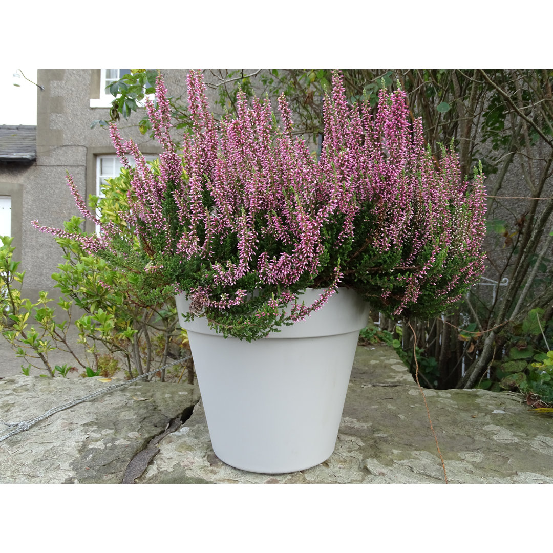 Bojorquez Pot Planter
