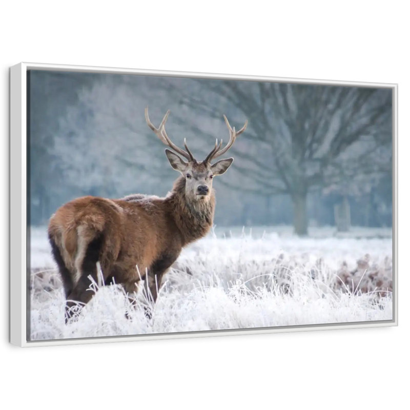 Cerf Stare, Cadre flottant blanc, 31 po x 21 po
