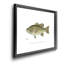 Large Bass Mouthed Black Bass - reproduction d'art sur toile encadrée-784726675-784726674