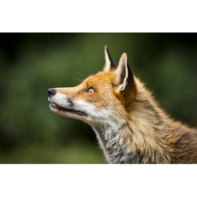 " Healthy Red Fox " by Petedenness