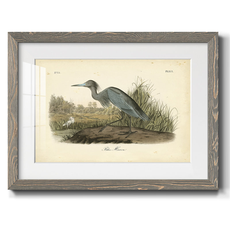 Audubons Blue Heron, Gris