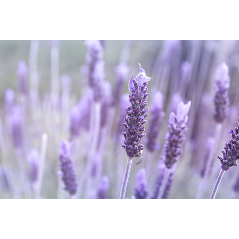Detail Of Purple Lavender Flower - Wrapped Canvas Print, 30cm H x 46cm W x 3.8cm D