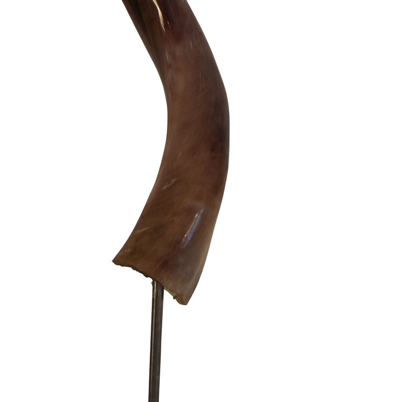 Polished Kudu Horn on Acrylic Display Base